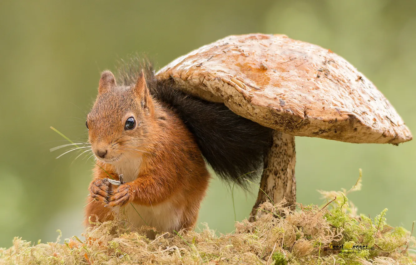 Photo wallpaper mushrooms, moss, protein, red, boletus