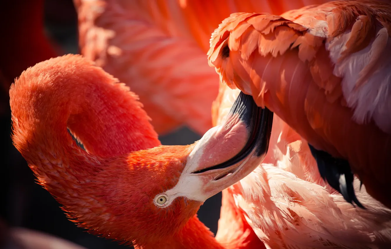 Photo wallpaper animal, bird, feathers, color, pink, Flamingo