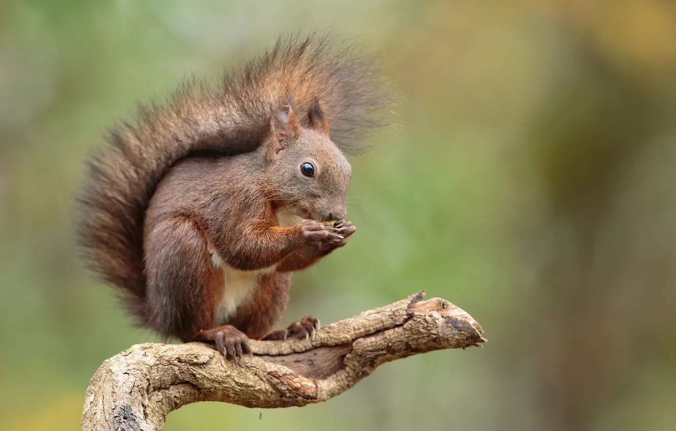 Photo wallpaper branch, protein, rodent