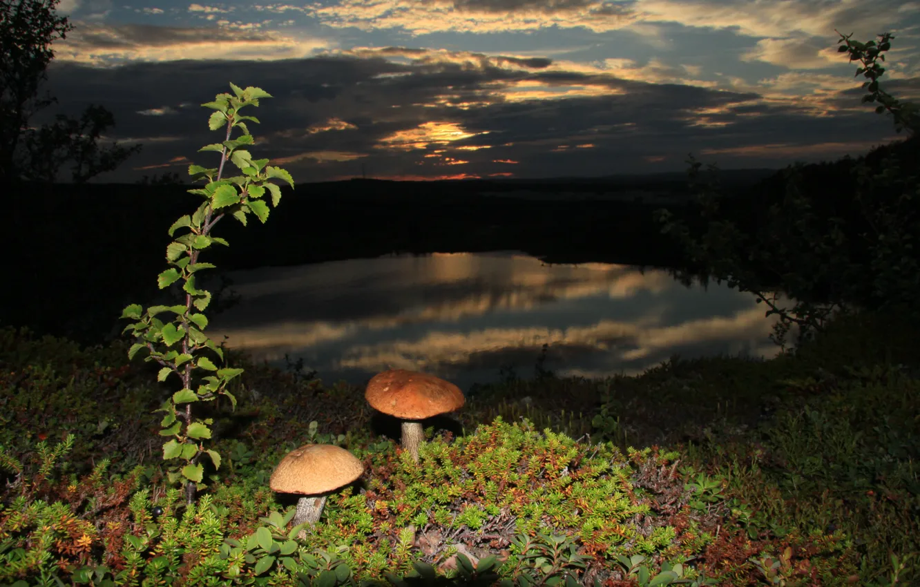 Photo wallpaper sunset, mushrooms, boletus, hills