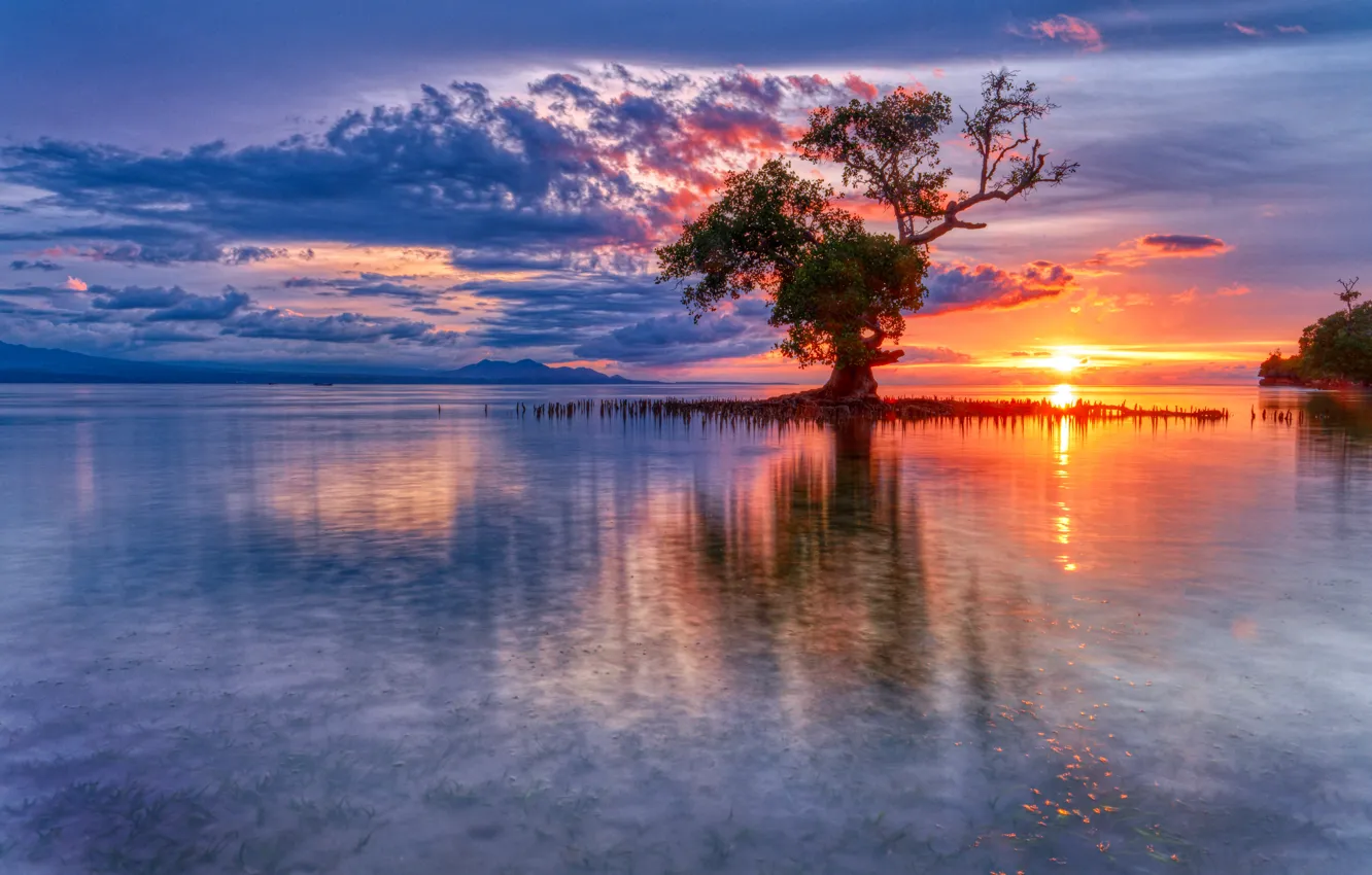 Photo wallpaper sea, sunrise, tree, dawn, Indonesia