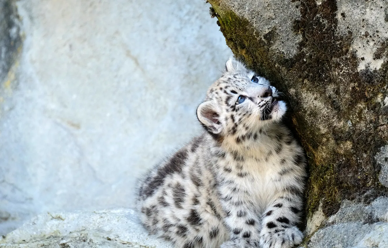 Photo wallpaper look, pose, stones, kitty, rocks, paws, IRBIS, snow leopard