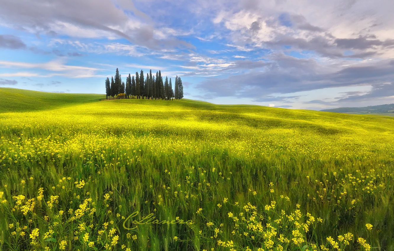 Photo wallpaper field, the sky, clouds, flowers, spring, Italy, may, Tuscany