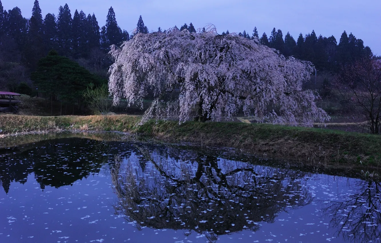 Photo wallpaper pond, reflection, Sakura, Japan, flowering, Kawachi Fuji gardens