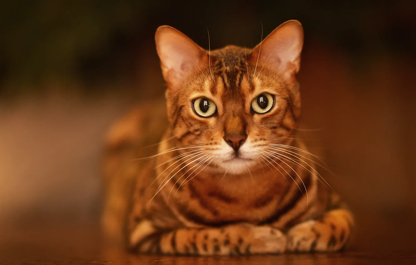 Photo wallpaper cat, cat, look, background, portrait, muzzle