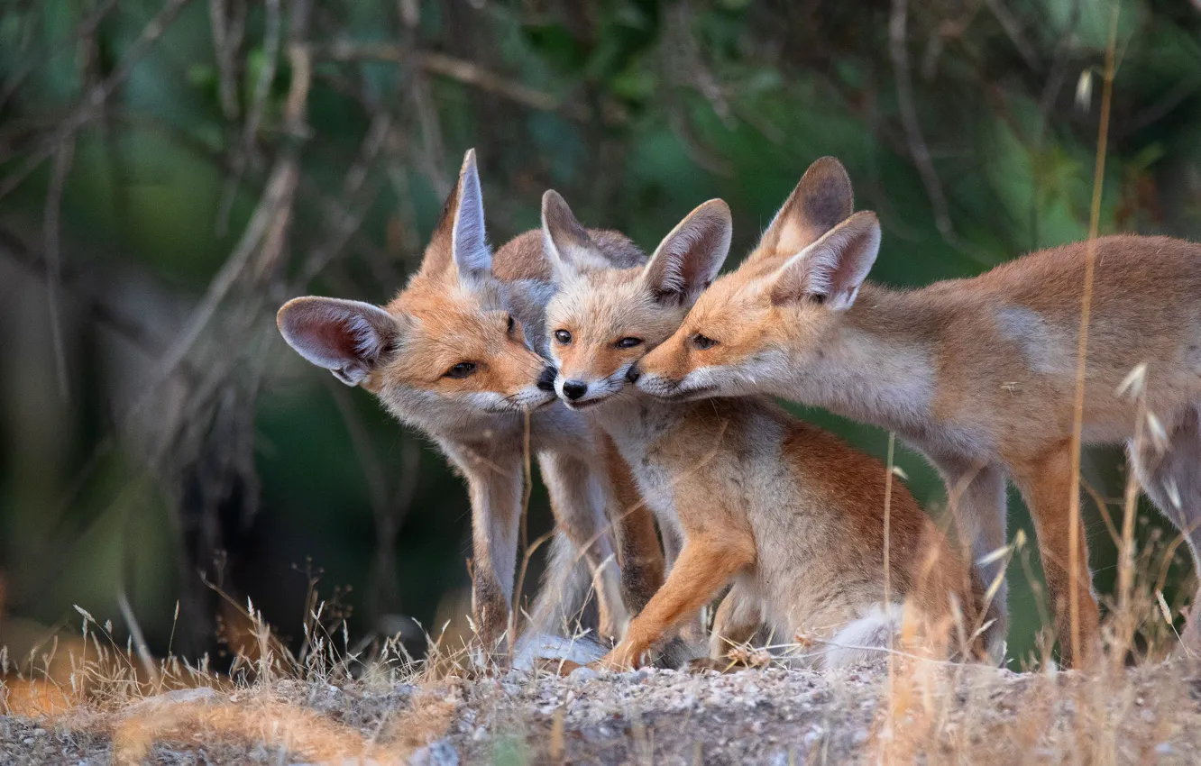 Photo wallpaper look, branches, nature, pose, stones, Fox, face, trio