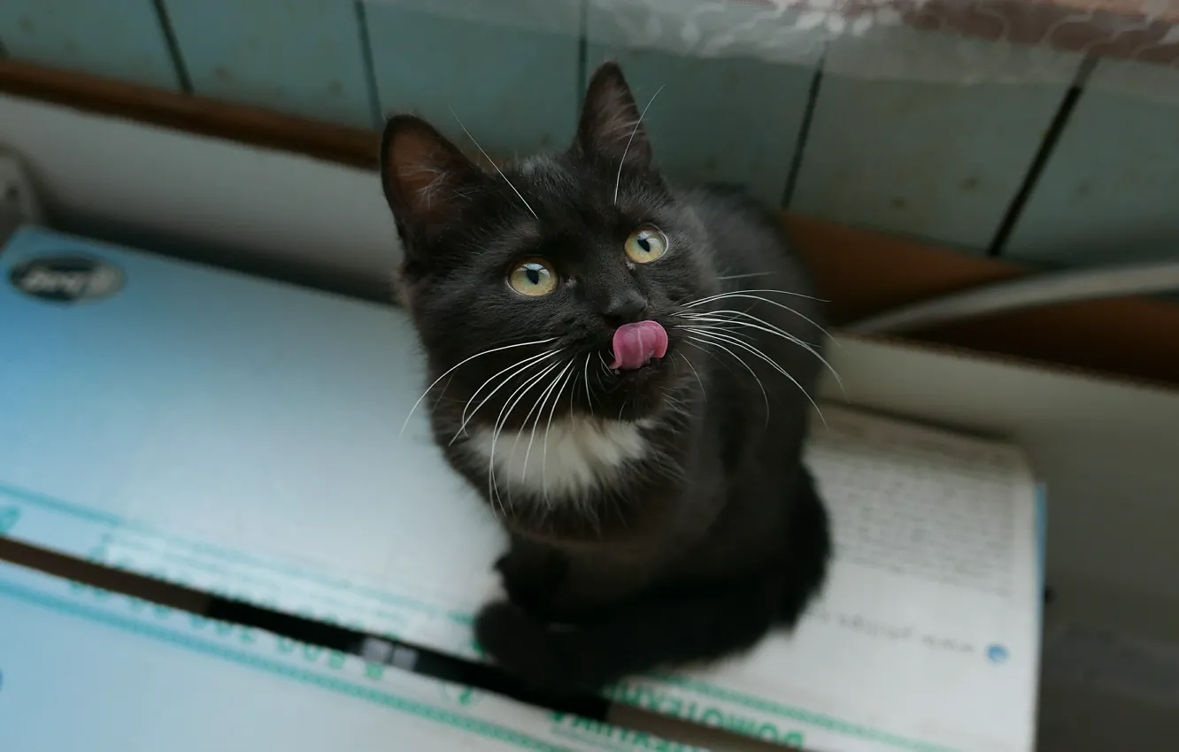 Photo wallpaper cat, My, Minx, Ah-Puss
