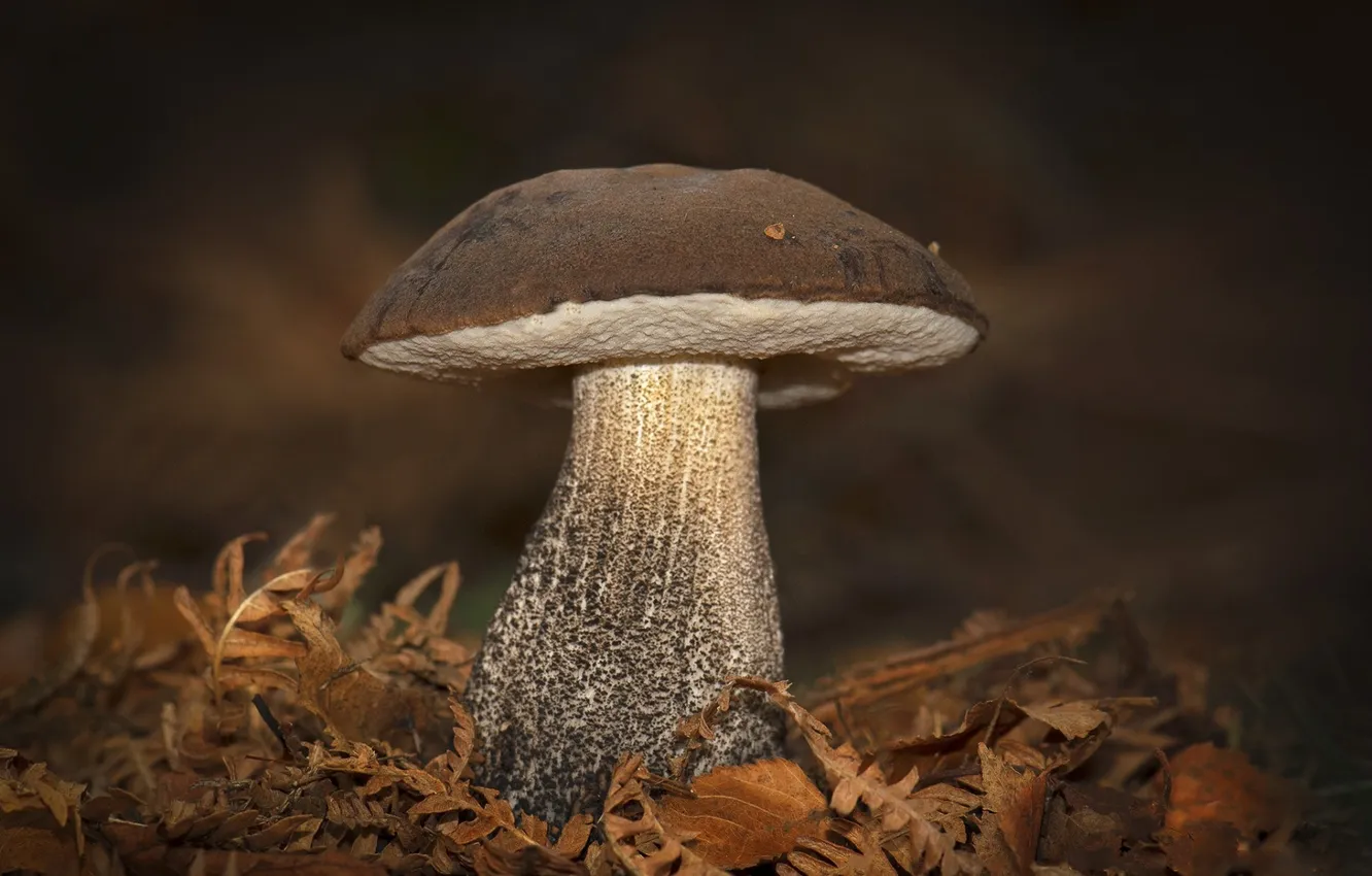 Photo wallpaper autumn, leaves, mushrooms, White mushroom