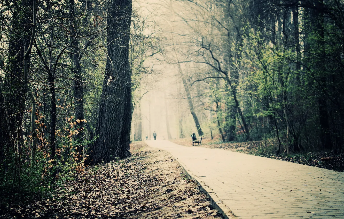 Photo wallpaper road, trees, Park