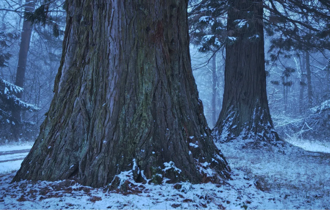 Photo wallpaper winter, forest, snow, trees, nature, Germany, twilight, Germany