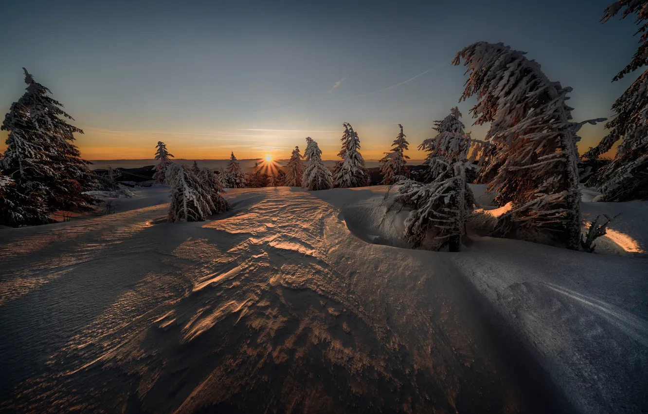 Photo wallpaper winter, the sun, snow, tree, Robert Didierjean