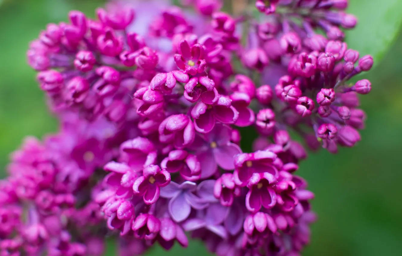 Photo wallpaper macro, flowers, branches, bright, blur, spring, flowering, lilac