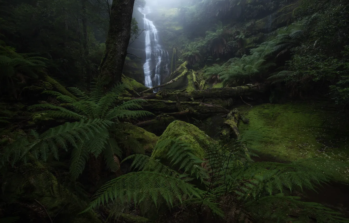 Photo wallpaper rocks, thickets, waterfall, fern
