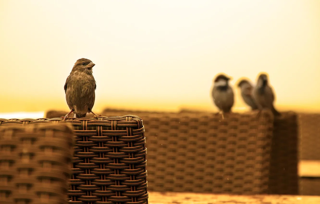 Photo wallpaper background, bird, Sparrow
