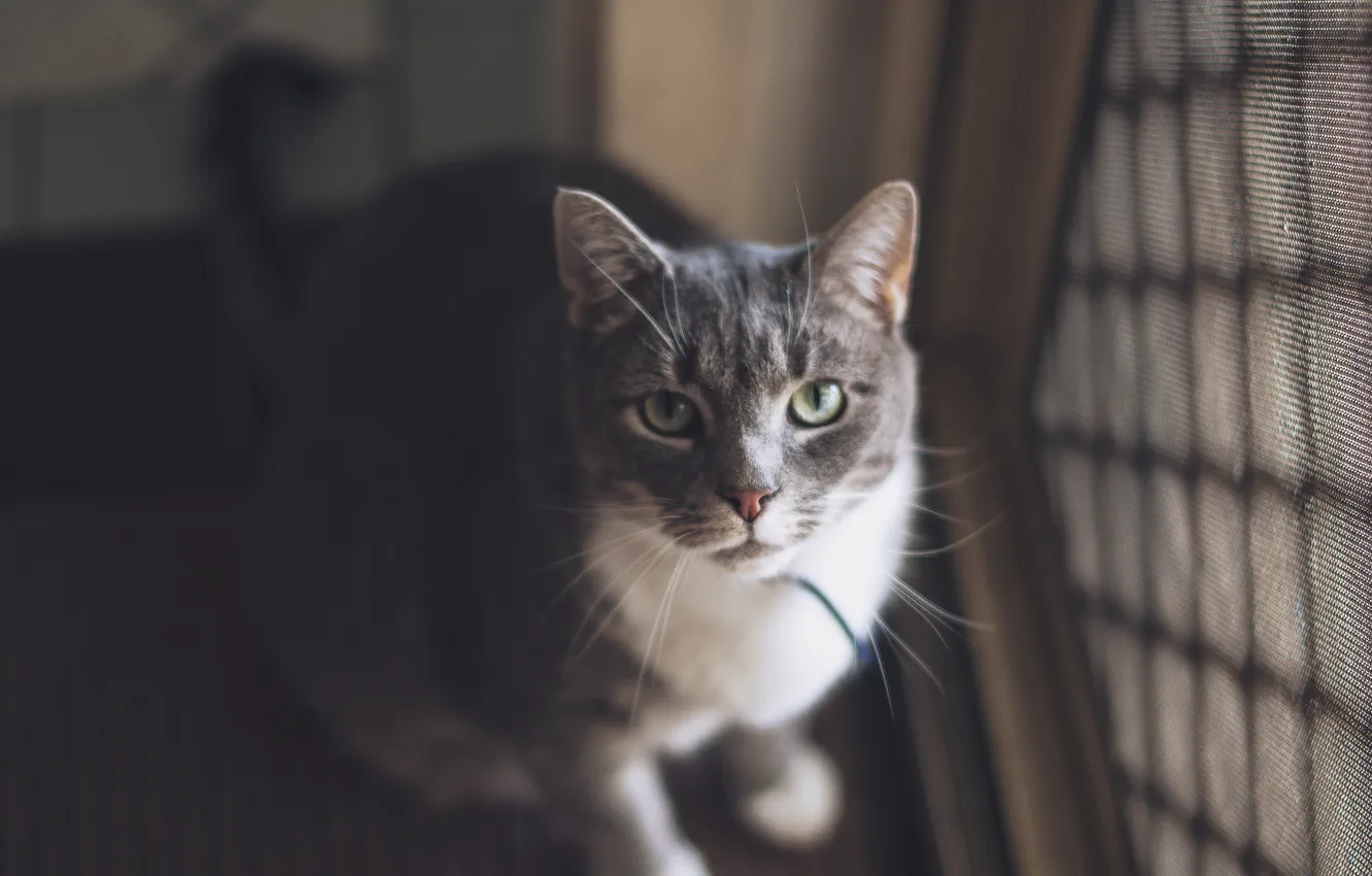 Photo wallpaper cat, grey, collar, looks