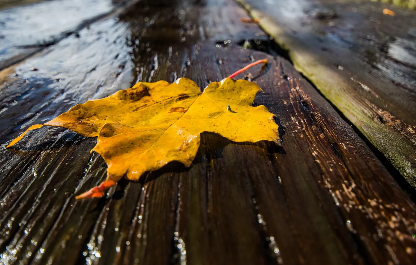 Photo wallpaper autumn, leaves, macro