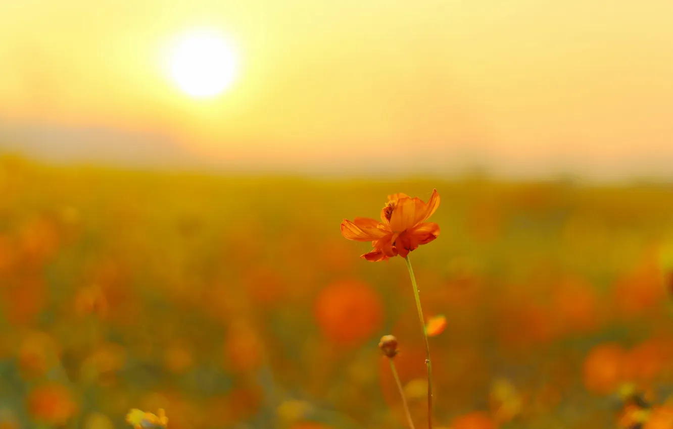 Photo wallpaper field, flower, the sun, flowers, kosmeya