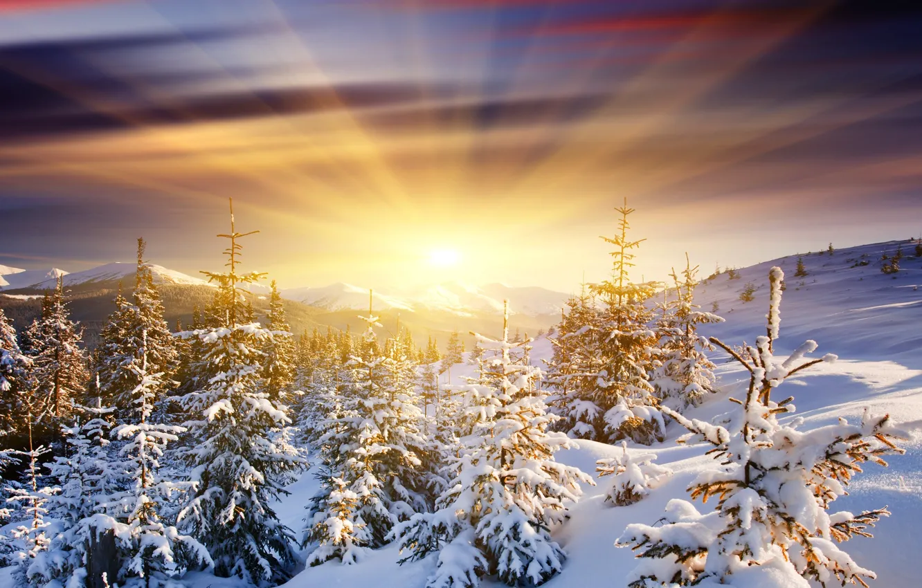 Photo wallpaper the sun, snow, mountains, dawn, tree