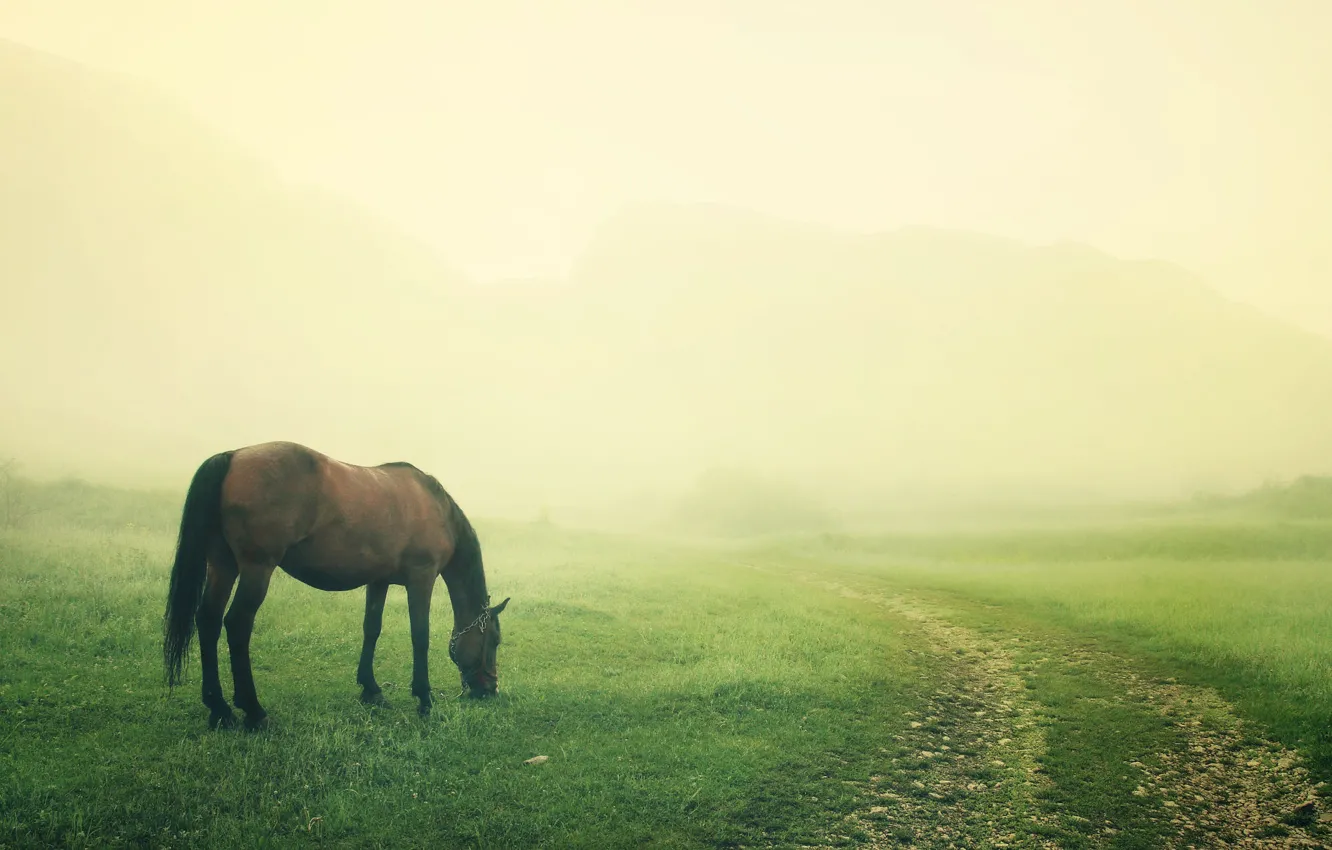 Photo wallpaper field, fog, horse, horse