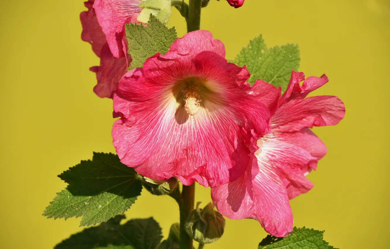 Photo wallpaper flowers, photo, pink, mallow