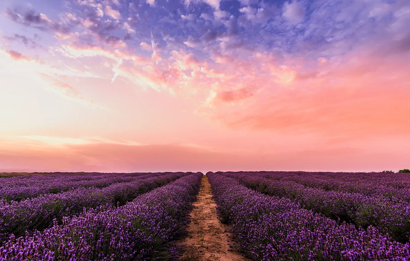 Photo wallpaper field, summer, the sky, landscape, sunset, flowers, nature, lavender