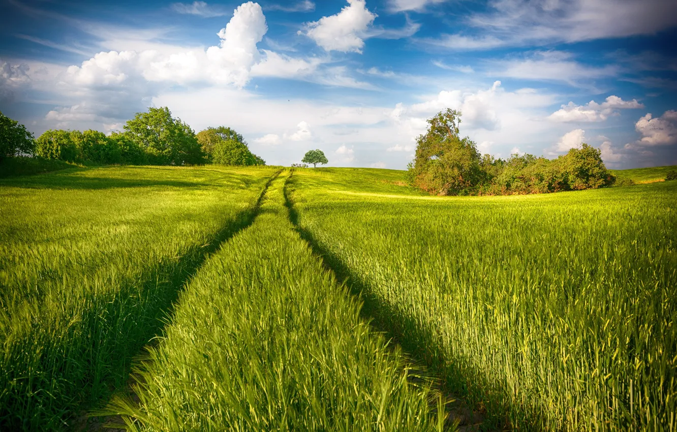 Photo wallpaper field, summer, the sky, clouds, trees