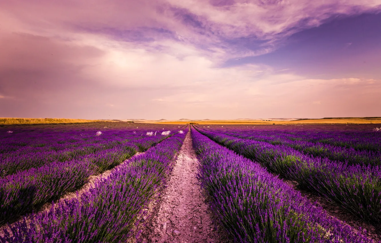 Photo wallpaper field, summer, the sky, clouds, landscape, flowers, nature, lilac