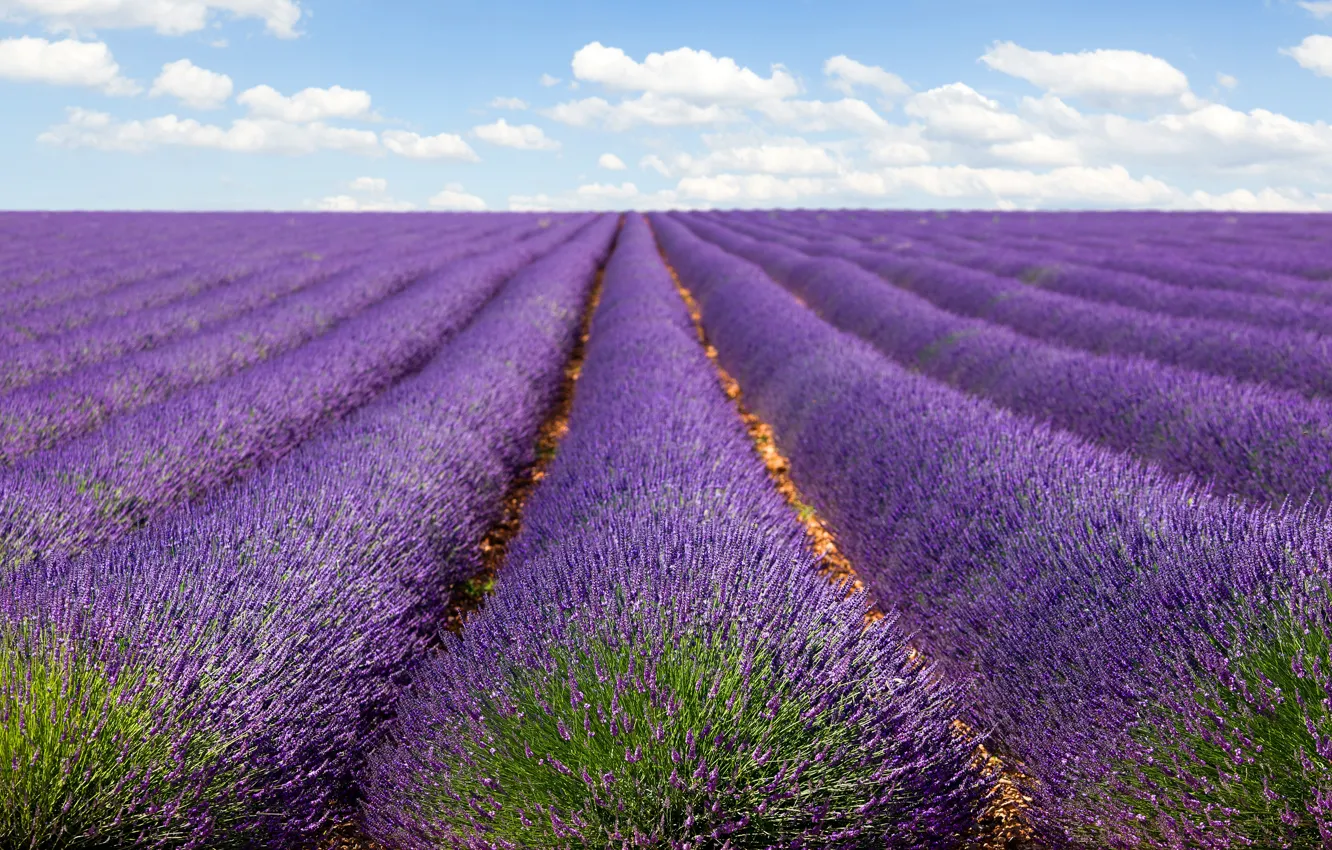 Photo wallpaper field, clouds, landscape, flowers, nature, strip, lilac, perspective
