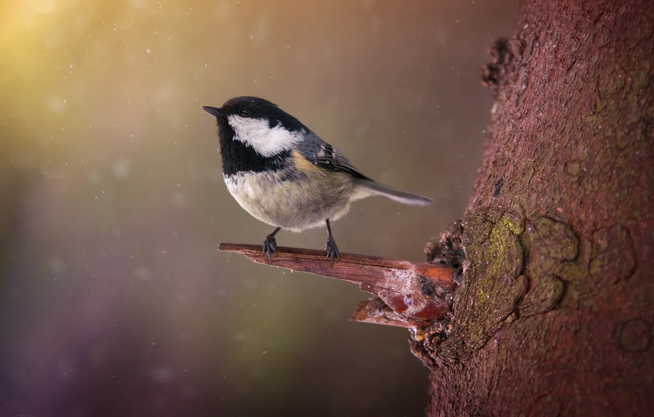 Photo wallpaper branches, bird, tit