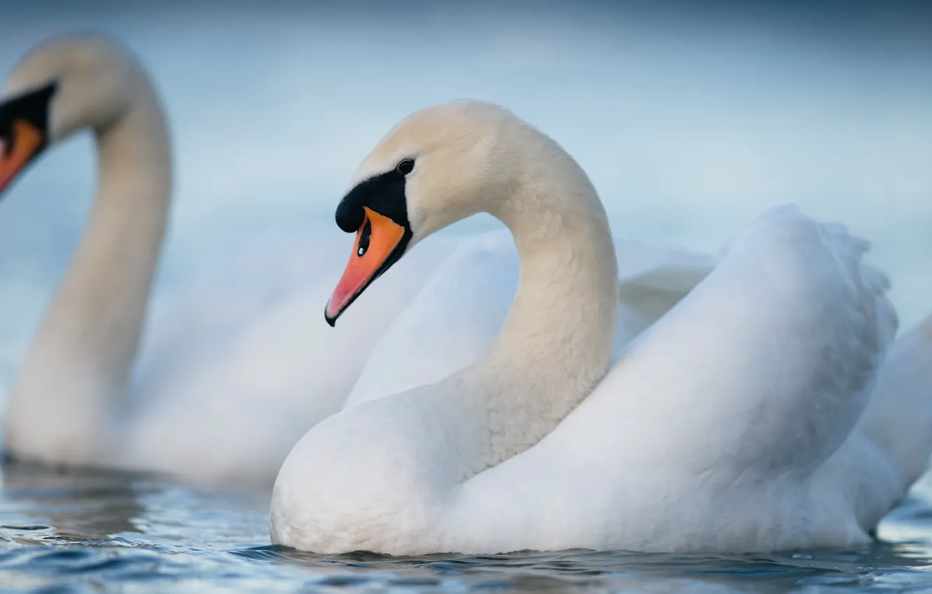 Photo wallpaper bird, pair, white, swans, pond