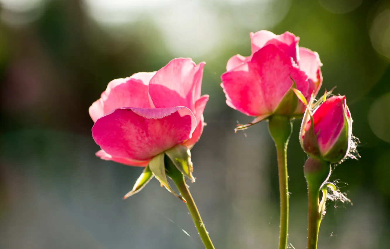 Photo wallpaper roses, buds, bokeh, bokeh, roses, pink roses, Pink roses