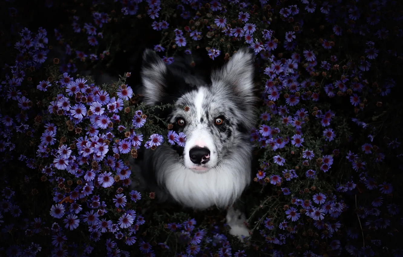 Photo wallpaper summer, look, face, flowers, nature, the dark background, portrait, dog