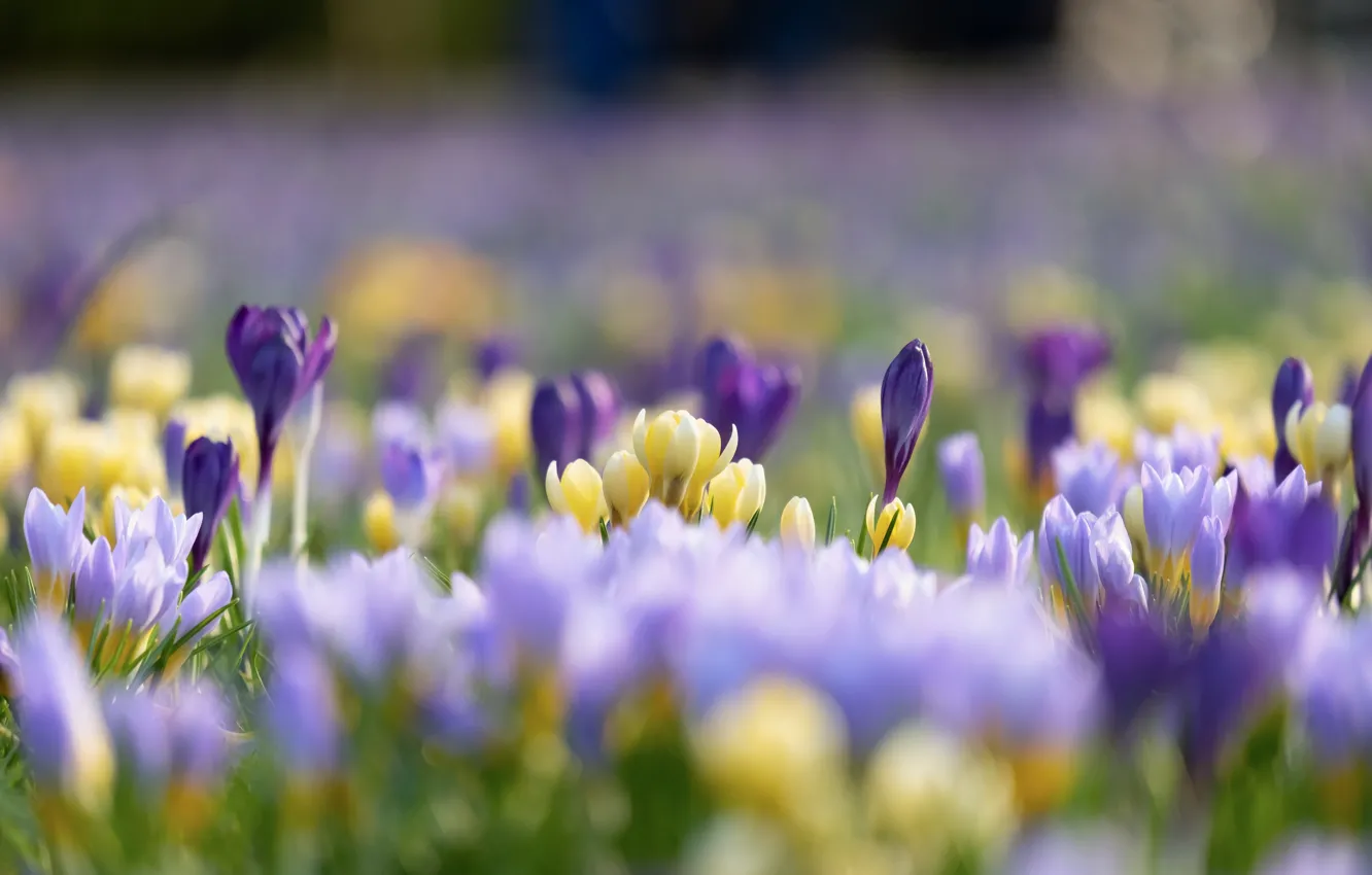 Photo wallpaper purple, flowers, yellow, glade, blur, spring, crocuses, buds