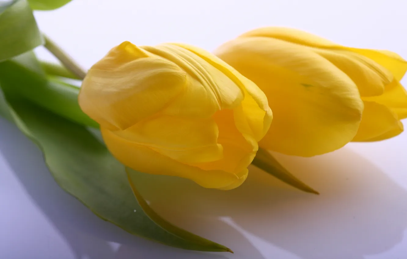 Photo wallpaper leaves, macro, flowers, yellow, bright, beauty, light, petals