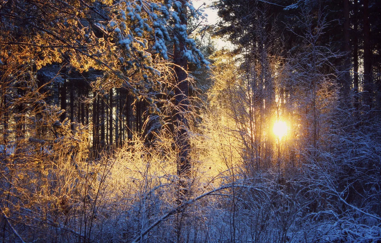 Photo wallpaper winter, forest, the sun, snow, sunset