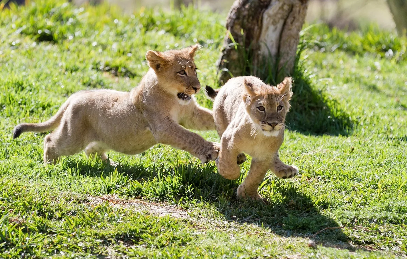Photo wallpaper the game, chase, pair, cub, kitty, lion