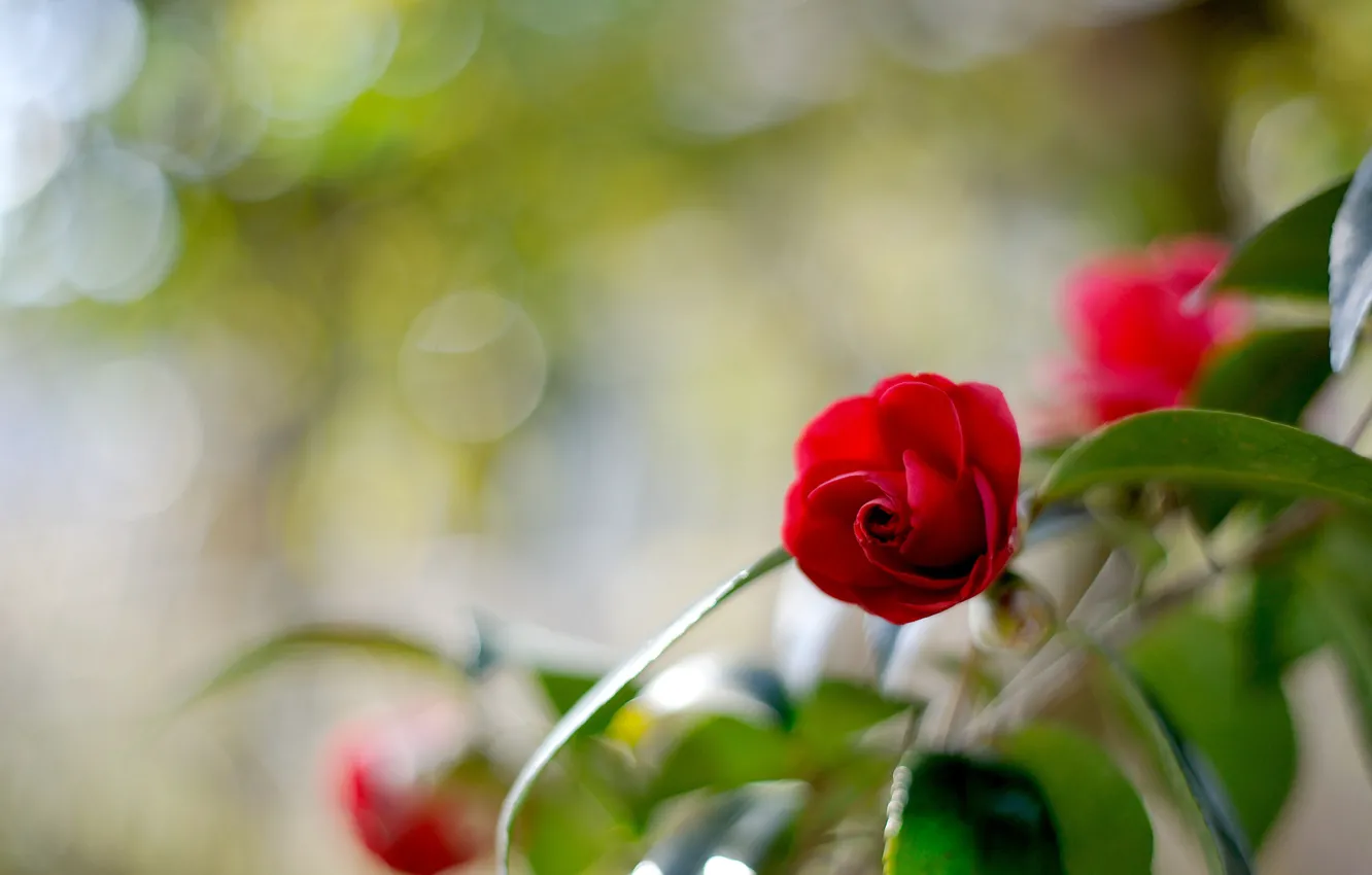 Photo wallpaper flowers, glare, blur, Camellia
