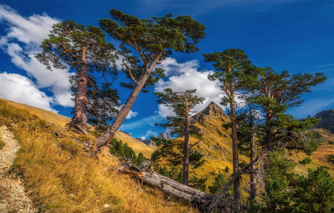 Photo wallpaper trees, landscape, mountains, nature, pine, The Caucasus, mountain Shanta