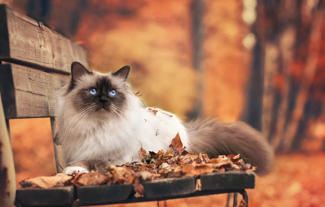 Photo wallpaper autumn, cat, leaves, bench, Park