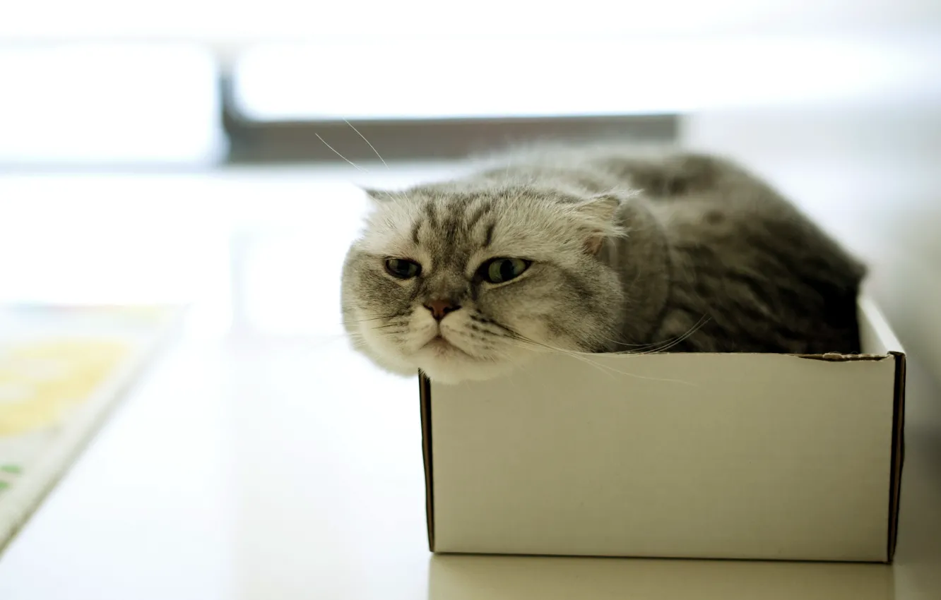 Photo wallpaper cat, house, box