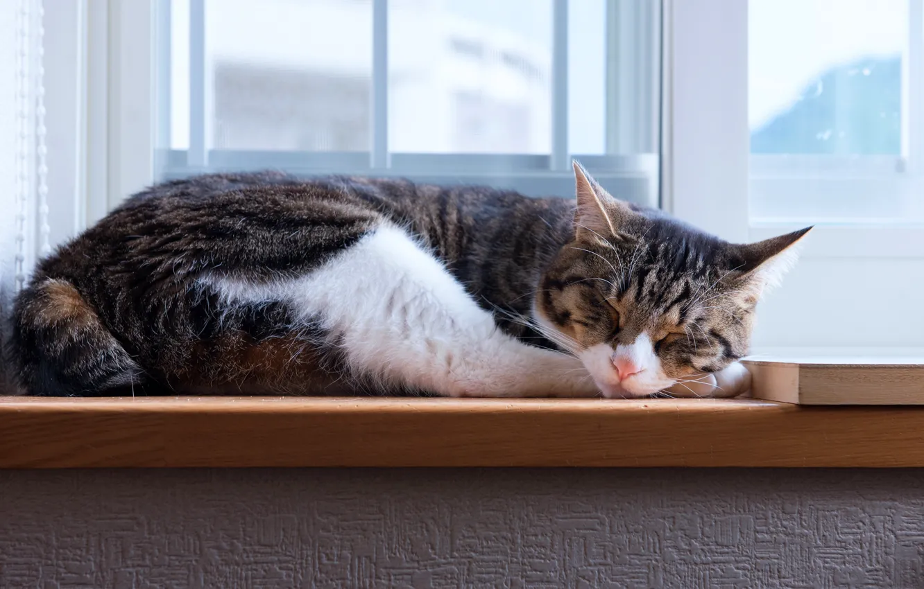 Photo wallpaper cat, cat, glass, face, light, comfort, grey, stay