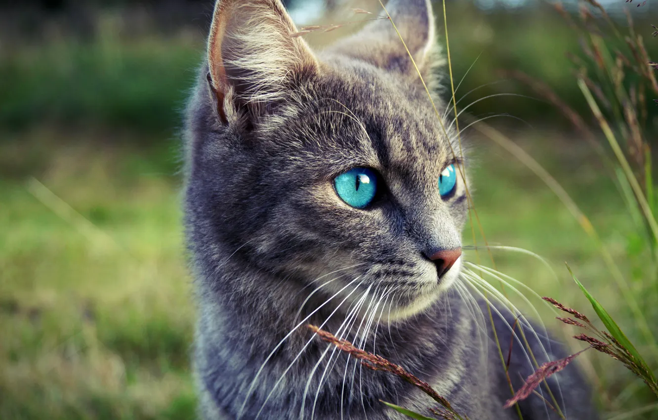 Photo wallpaper grass, eyes, cat, look, face, nature, grey