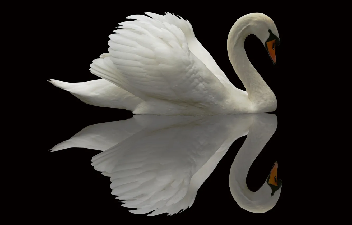 Photo wallpaper reflection, background, bird, swans
