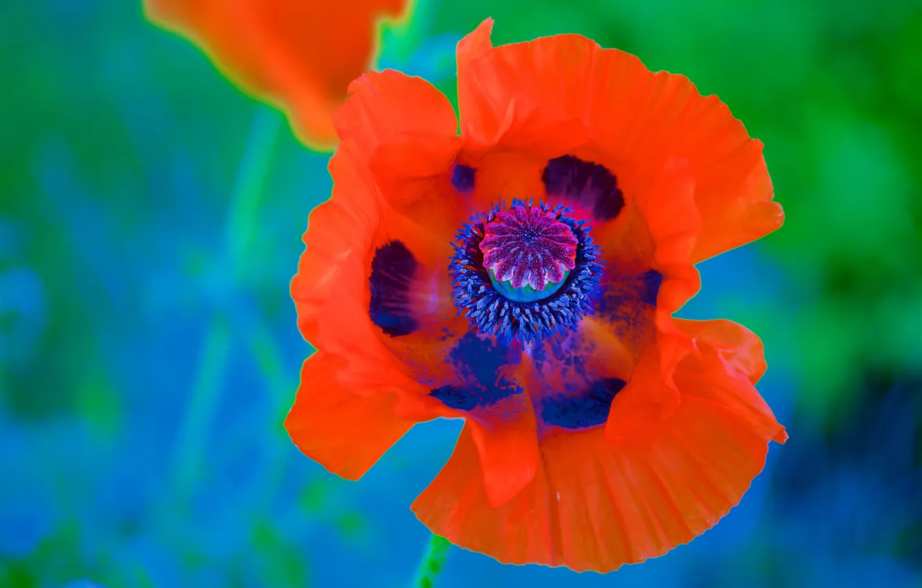 Photo wallpaper flowers, red, Mac, bright
