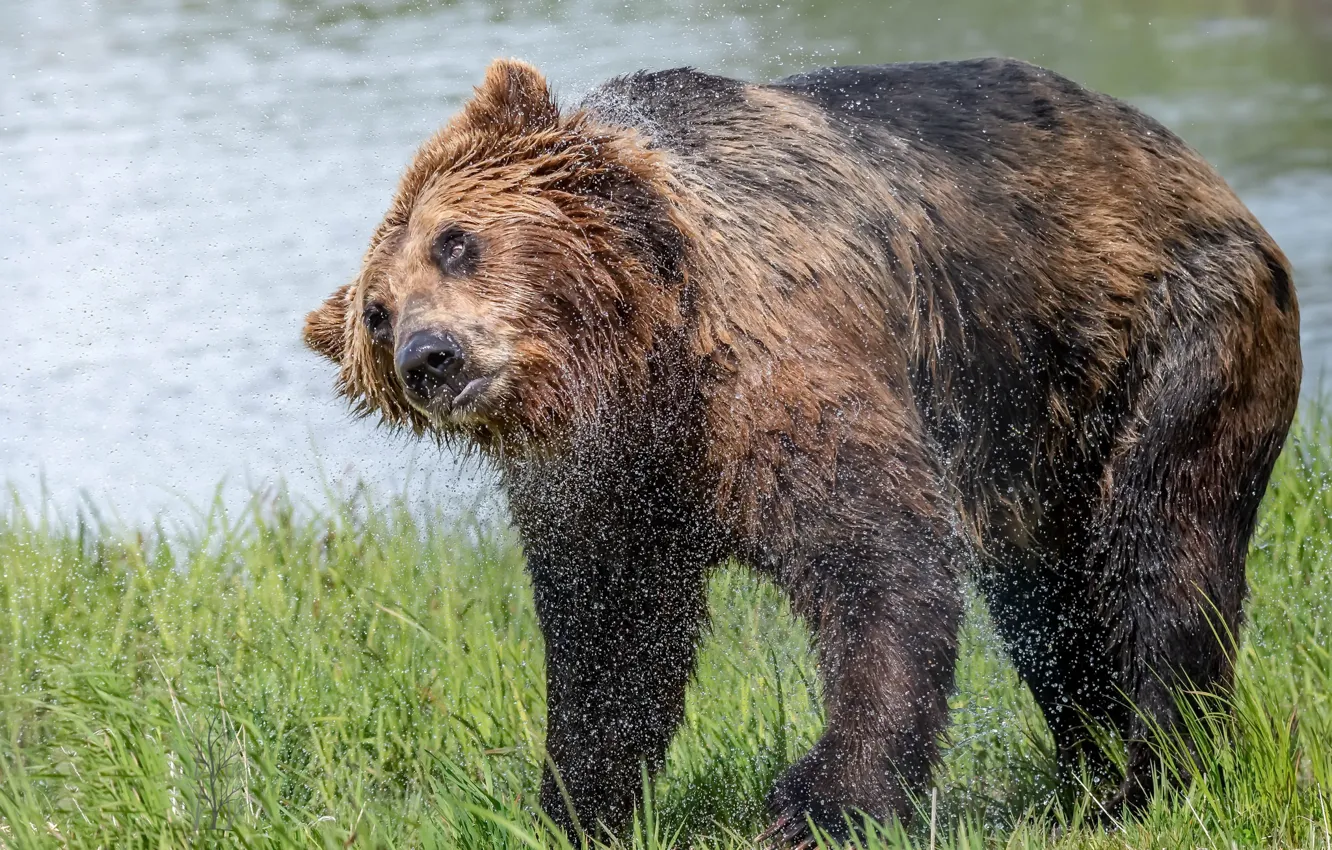 Photo wallpaper water, squirt, bear