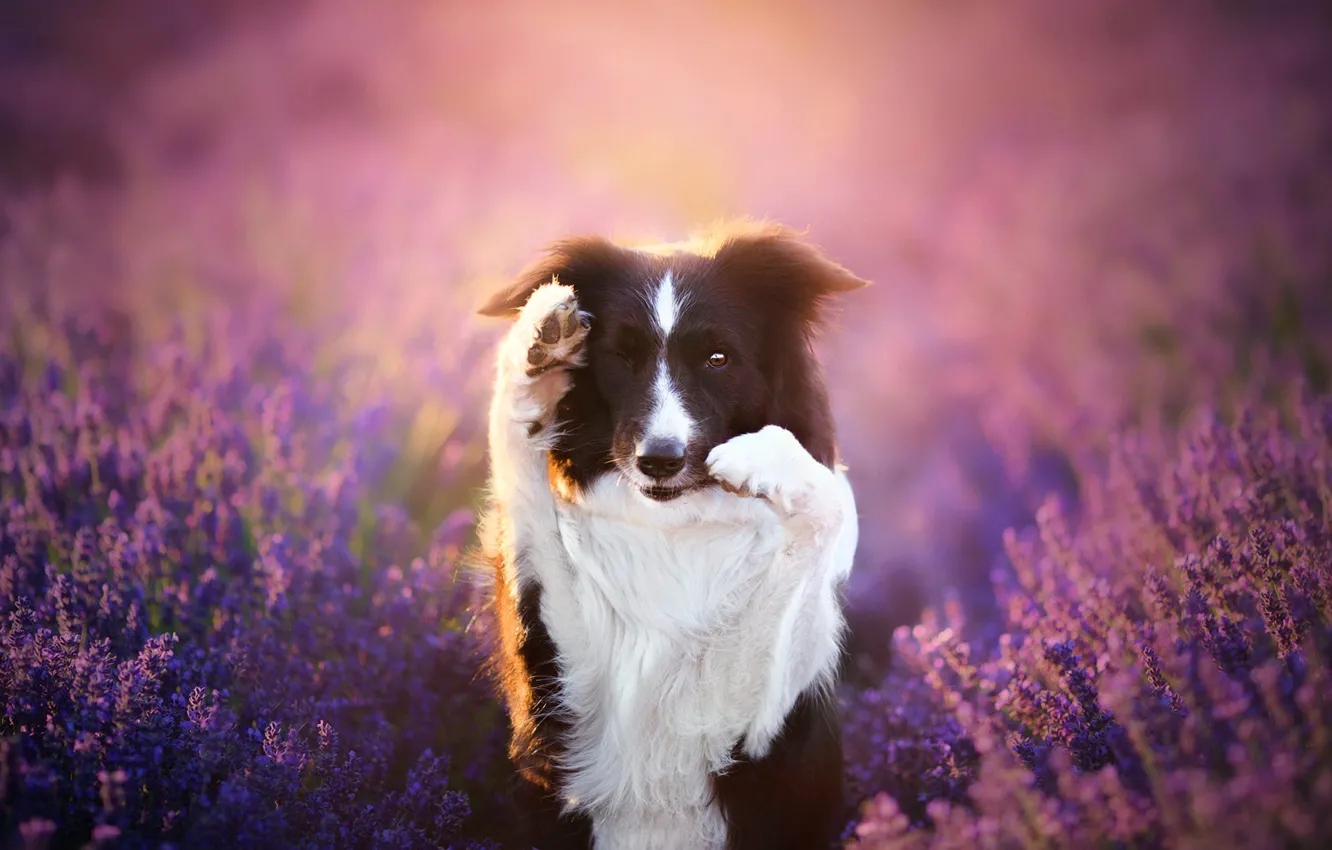 Photo wallpaper field, look, face, flowers, pose, black and white, portrait, dog