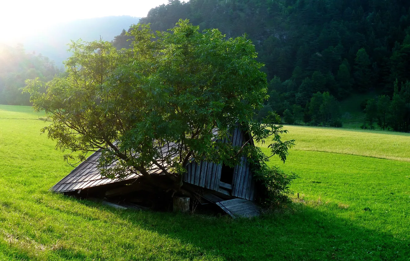 Photo wallpaper forest, the sky, grass, clouds, trees, landscape, mountains, nature