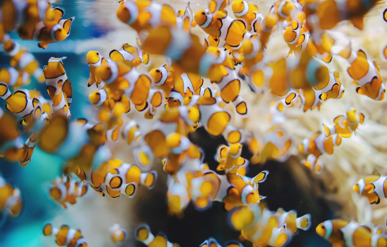 Photo wallpaper fish, aquarium, yellow