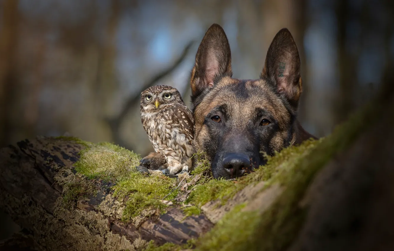 Photo wallpaper owl, dog, friendship, shepherd