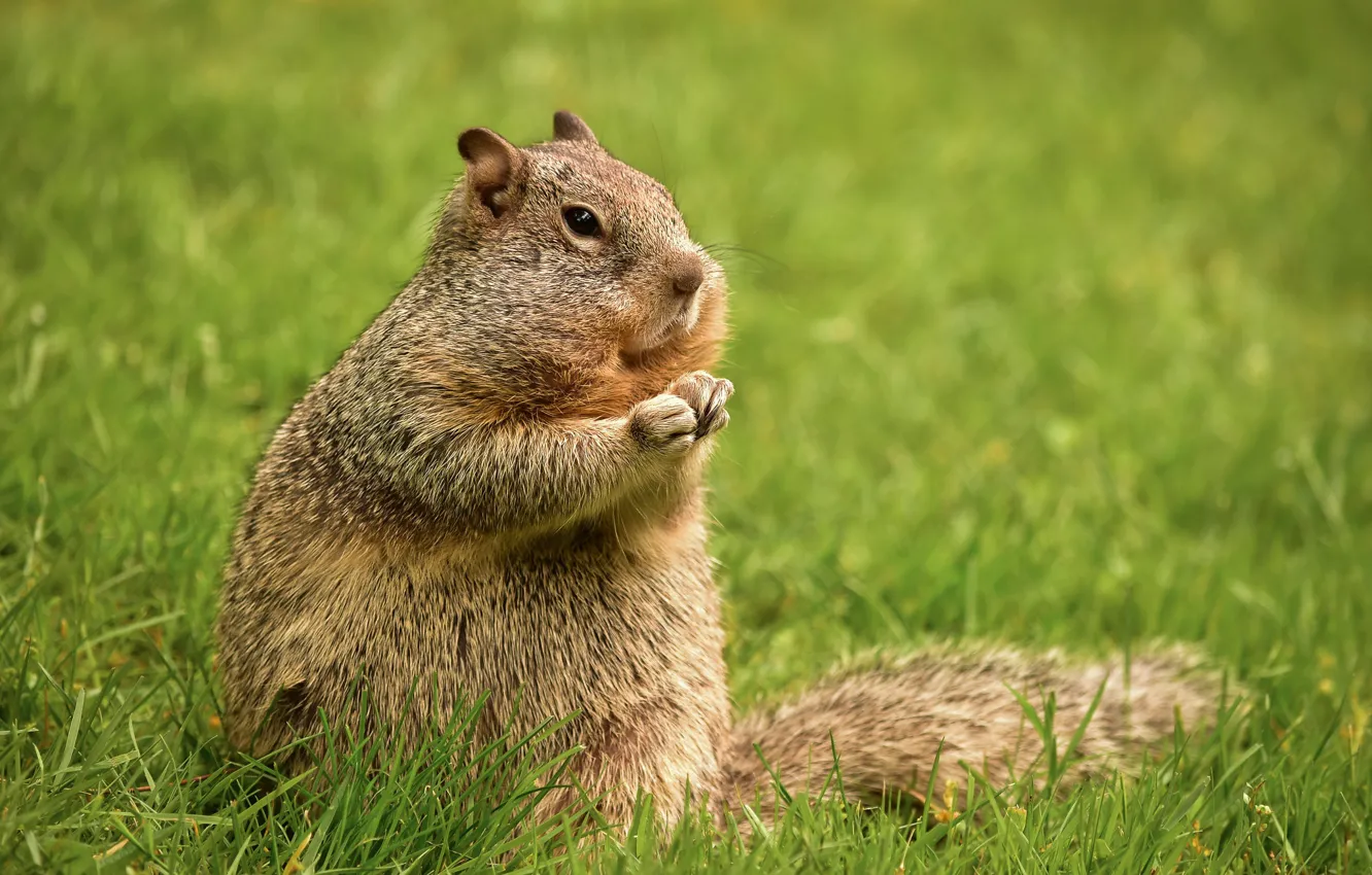 Photo wallpaper grass, gopher, stand